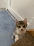 Daruji koťátko – holčičku