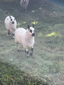 Prodám jehničku a beránka plemene Kerry Hill