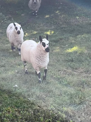 Prodám jehničku a beránka plemene Kerry Hill