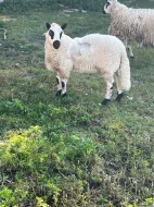 Prodám jehničku a beránka plemene Kerry Hill