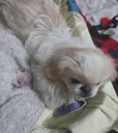 Pekingský palácoví psík  královská bílá vzácné zbarvení pes