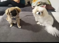 Pekingský palácoví psík  královská bílá vzácné zbarvení pes