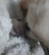 Pekingský palácoví psík  královská bílá vzácné zbarvení pes