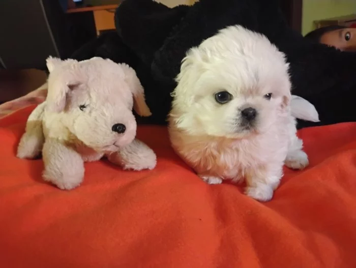 Pekingský palácoví psík  královská bílá vzácné zbarvení pes