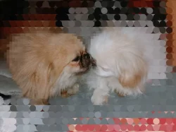 Pekingský palácoví psík  královská bílá vzácné zbarvení pes