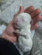 Pekingský palácoví psík  královská bílá vzácné zbarvení pes