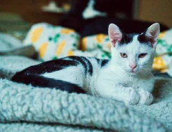 Kocourek Robin hledá nový domov