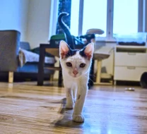 Kocourek Robin hledá nový domov