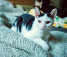 Kocourek Robin hledá nový domov