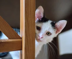 Kocourek Robin hledá nový domov