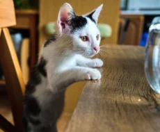 Kocourek Robin hledá nový domov