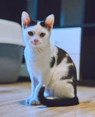 Kocourek Robin hledá nový domov