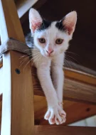 Kocourek Robin hledá nový domov