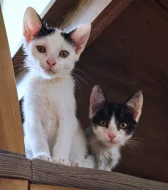 Kocourek Robin hledá nový domov