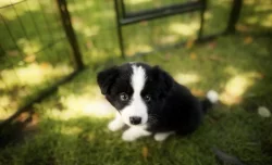 Driftíček hledá domov