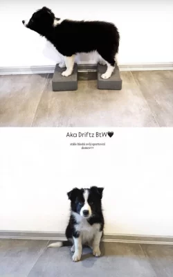 Driftíček hledá domov