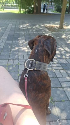 Daruji Německého Boxera