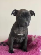 Staffordshire bull terrier ch