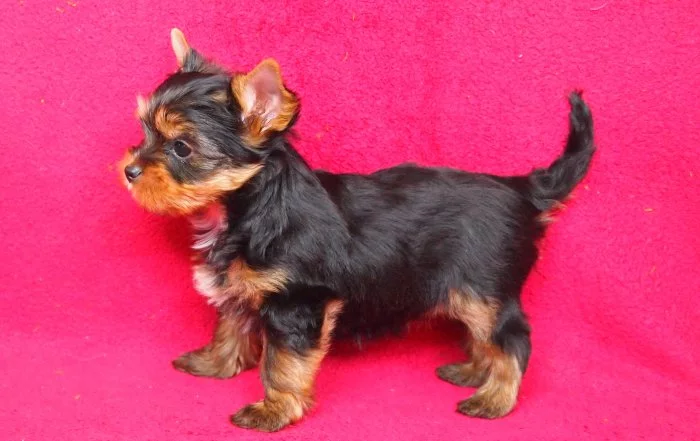 Jorkšírský teriér s PP FCI