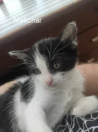 Koťata ihned k odběru