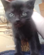 Koťata ihned k odběru