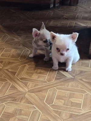 čivava dlouhosrstá s PP fenka-Sněhurka