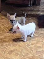 čivava dlouhosrstá s PP fenka-Sněhurka