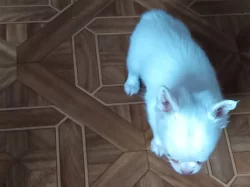 čivava dlouhosrstá s PP fenka-Sněhurka