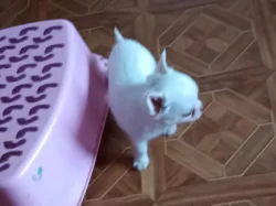 čivava dlouhosrstá s PP fenka-Sněhurka