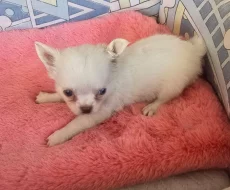 čivava dlouhosrstá s PP fenka-Sněhurka