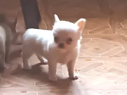 čivava dlouhosrstá s PP fenka-Sněhurka