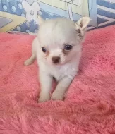 čivava dlouhosrstá s PP fenka-Sněhurka