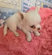 čivava dlouhosrstá s PP fenka-Sněhurka