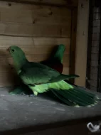 Papoušek červenokřídlý