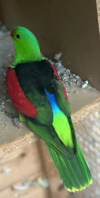 Papoušek červenokřídlý