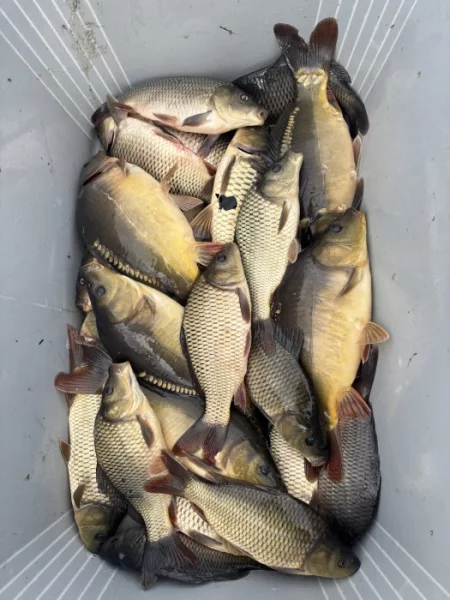 Násada kapra o průměru 500g