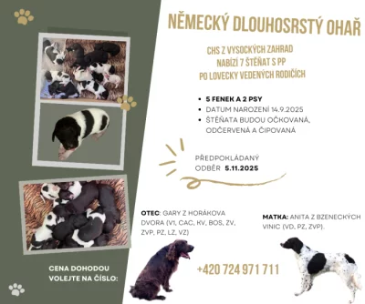 Německý dlouhosrstý ohař