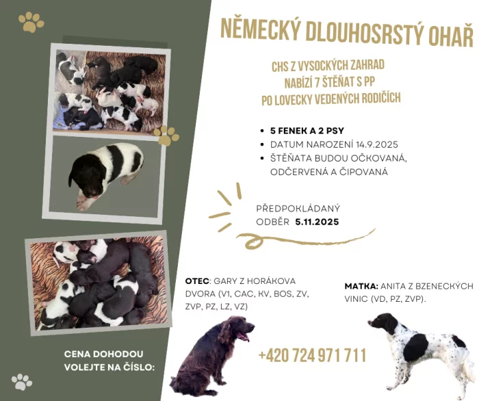 Německý dlouhosrstý ohař