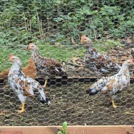 Vlaška porcelánová- kohouti