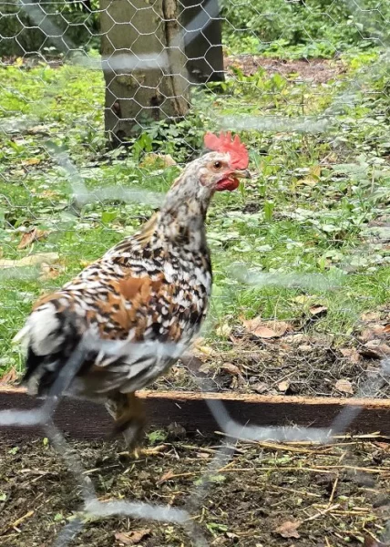 Vlaška porcelánová- kohouti