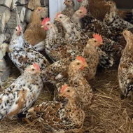 Vlaška porcelánová- kohouti