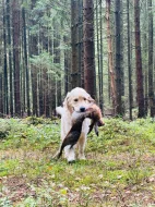 Zlatý retriever - štěňata s PP, odběr začátkem listopadu