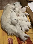 Zlatý retriever - štěňata s PP, odběr začátkem listopadu