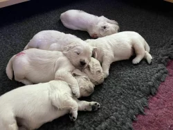 Zlatý retriever - štěňata s PP, odběr začátkem listopadu