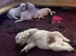 Zlatý retriever - štěňata s PP, odběr začátkem listopadu