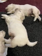 Zlatý retriever - štěňata s PP, odběr začátkem listopadu