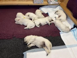Zlatý retriever - štěňata s PP, odběr začátkem listopadu