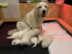 Zlatý retriever - štěňata s PP, odběr začátkem listopadu