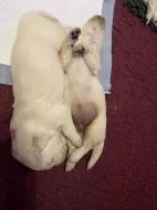 Zlatý retriever - štěňata s PP, odběr začátkem listopadu