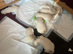 Zlatý retriever - štěňata s PP, odběr začátkem listopadu